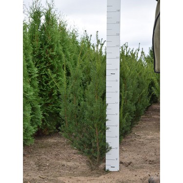 Taxus baccata 100-120