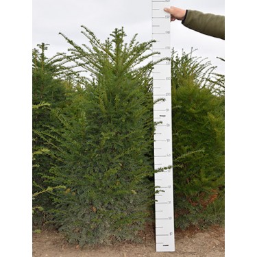 Taxus baccata 150-175