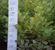 Detail Laurier Rotundifolia 80-100