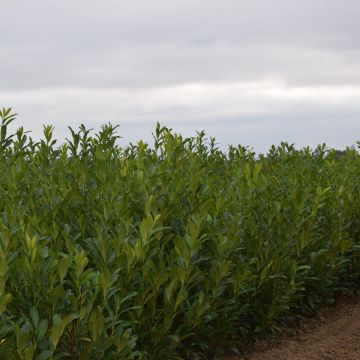 Laurier Caucasica