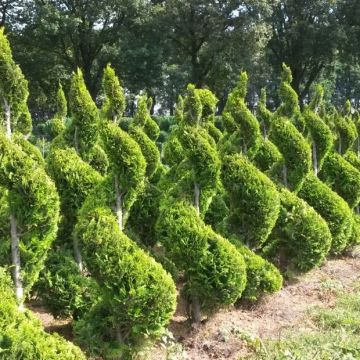 Thuja Smaragd Spiraal