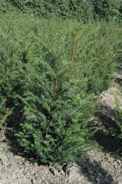 Taxus Baccata