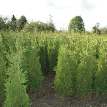Thuja Brabant 