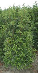 prunus rotundifolia kopen kwekerij